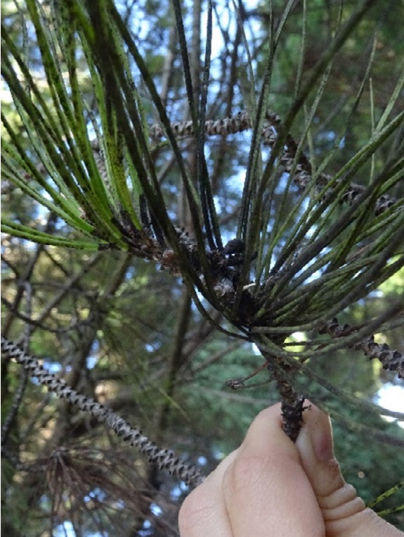 ramo di pino annerito dal parassita