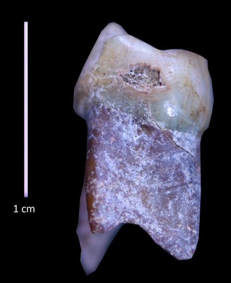 dente infante sarcofago muse